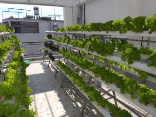 Hệ thống tự trồng rau thủy canh tại nhà